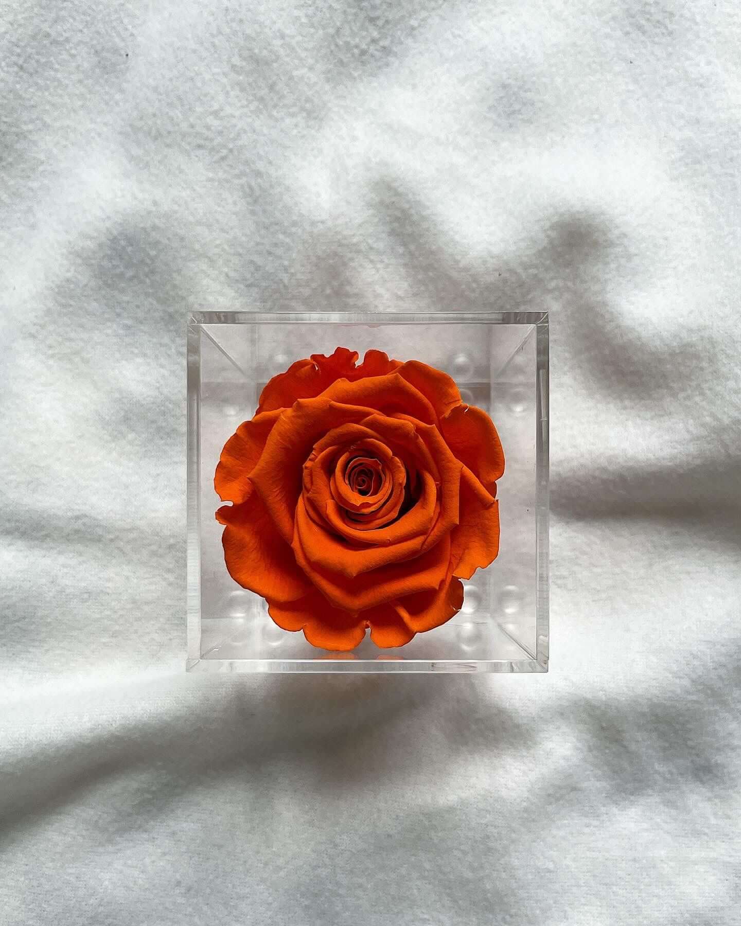 Mini Zahrati- 1 Long Rose