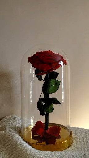 Beauty & the Beast - XXL Rose