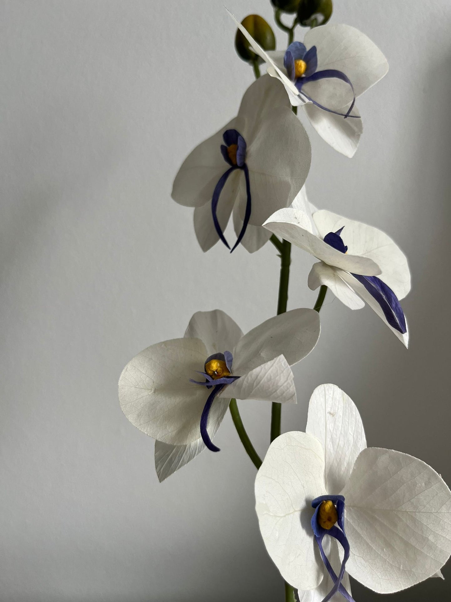 Eternal Orchids a elegant flower that last forever