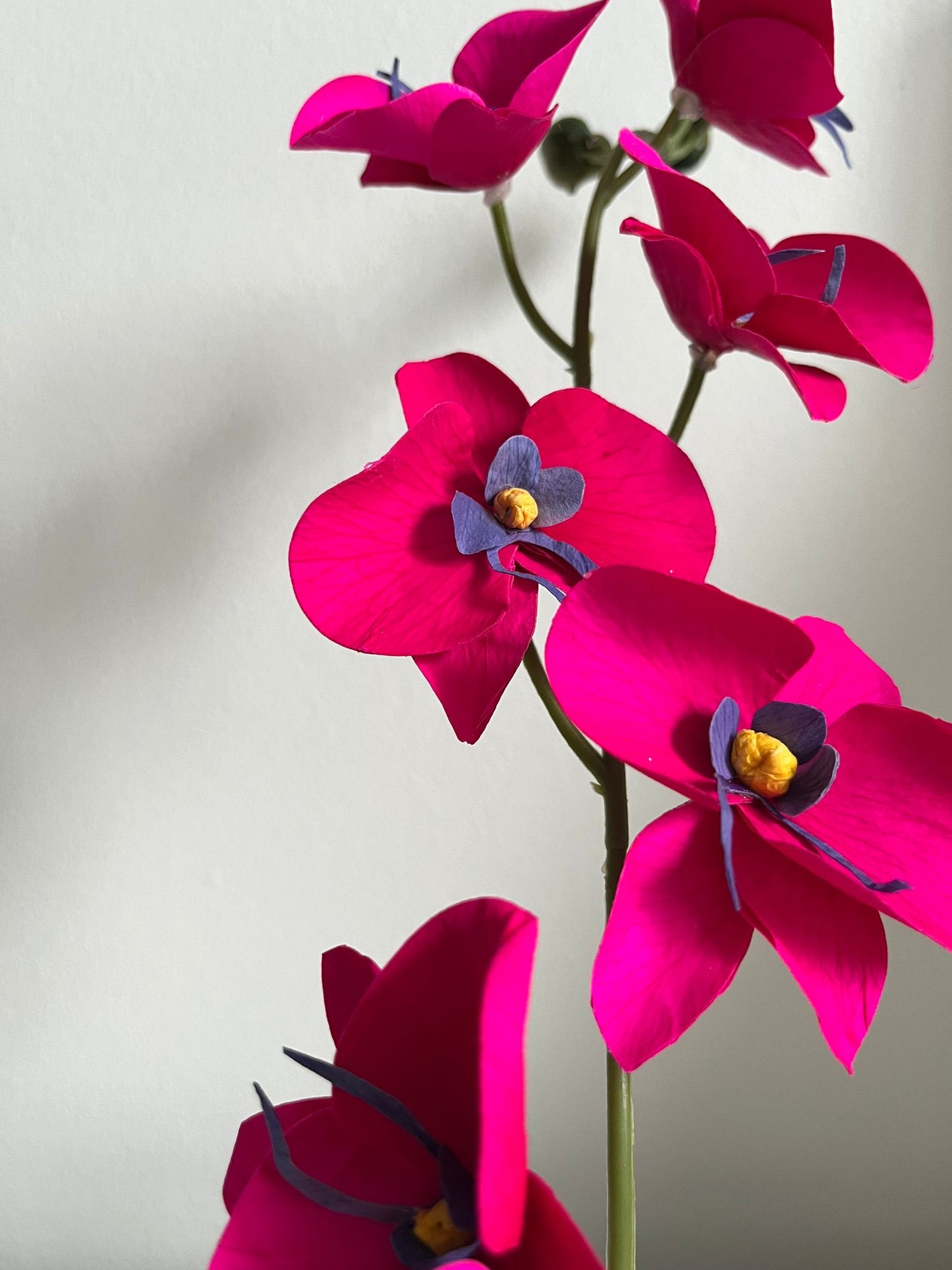 Amal – Eternal Orchids