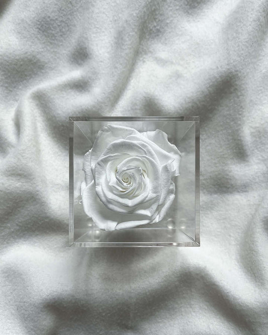 La Soltera – 1 single eternal rose