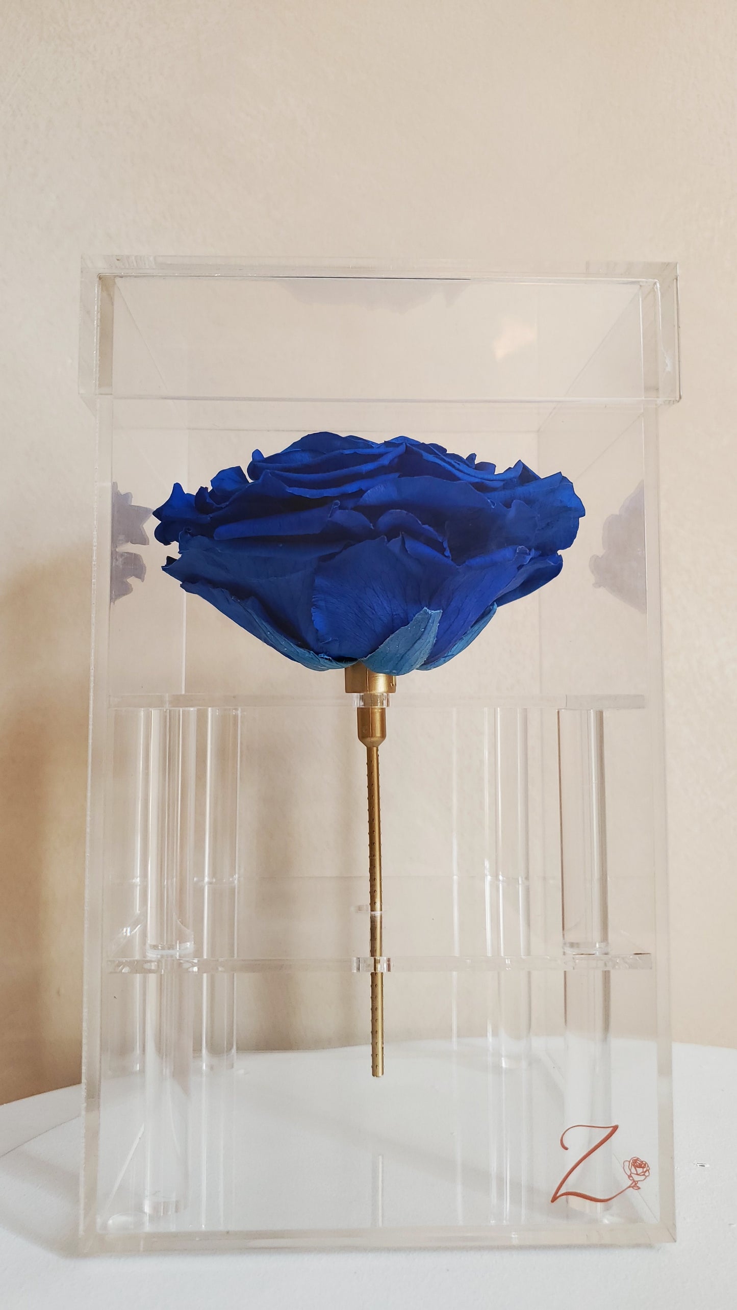 XXL Celeste eternal rose with a gold stem in a clear acrylic case, perfect luxury gift for anniversaries and special occasions.