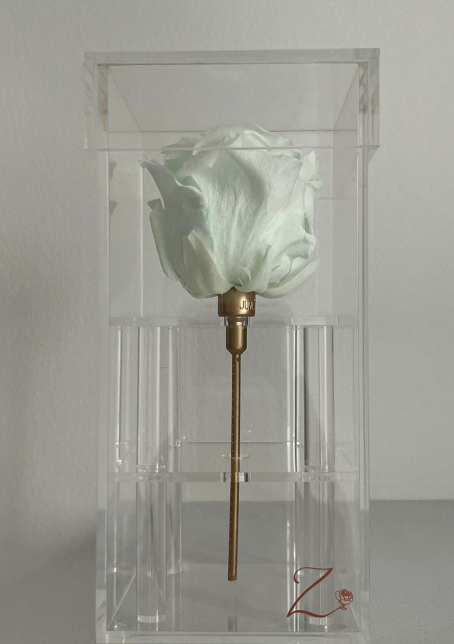 Mini Zahrati- 1 Long Rose