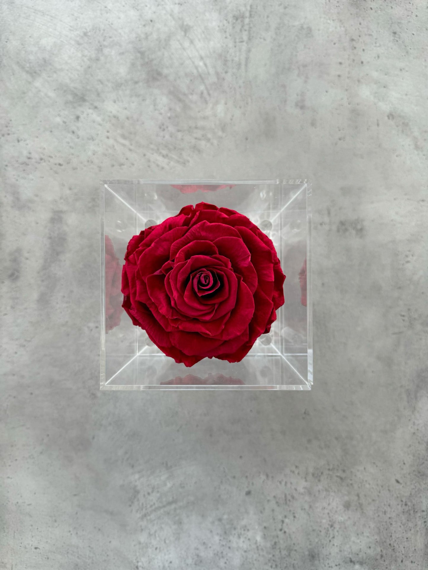Zahrati – 1 XXL Rose
